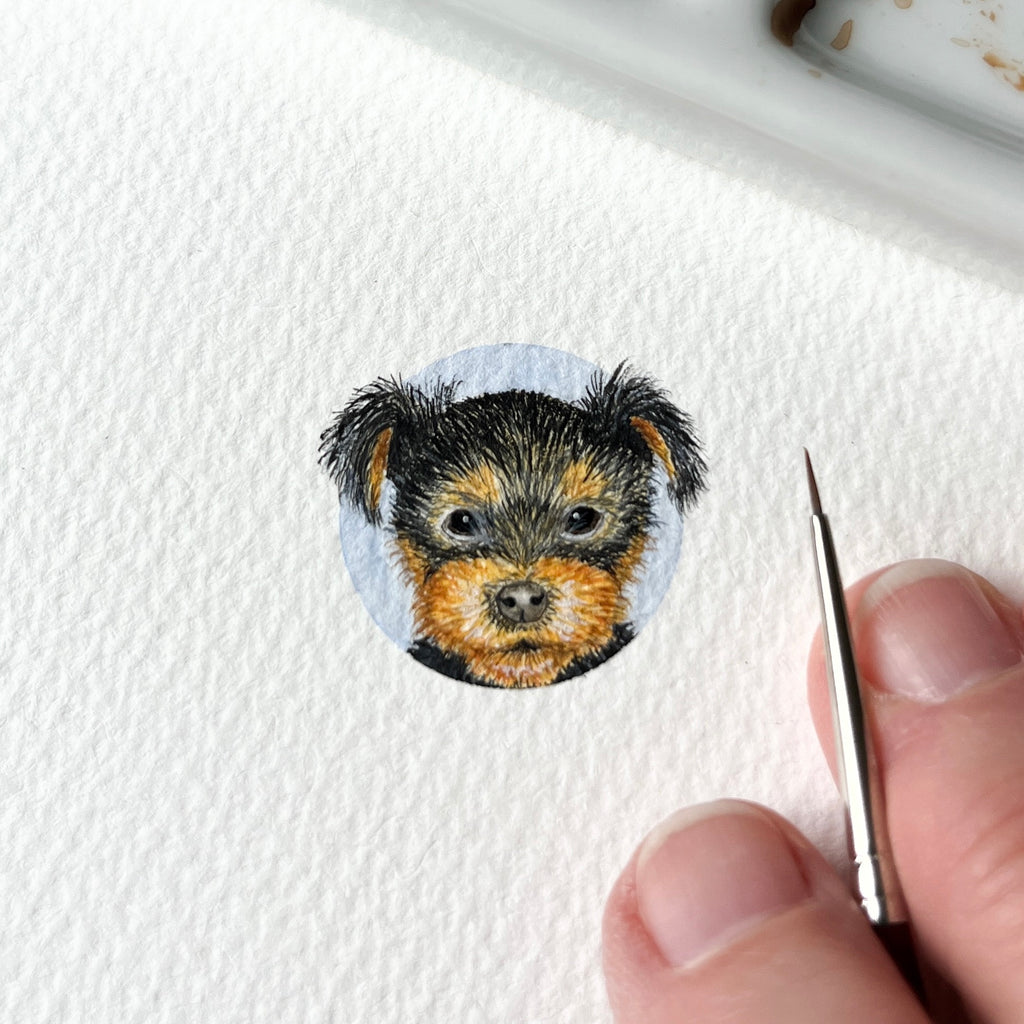 Yorkie pup