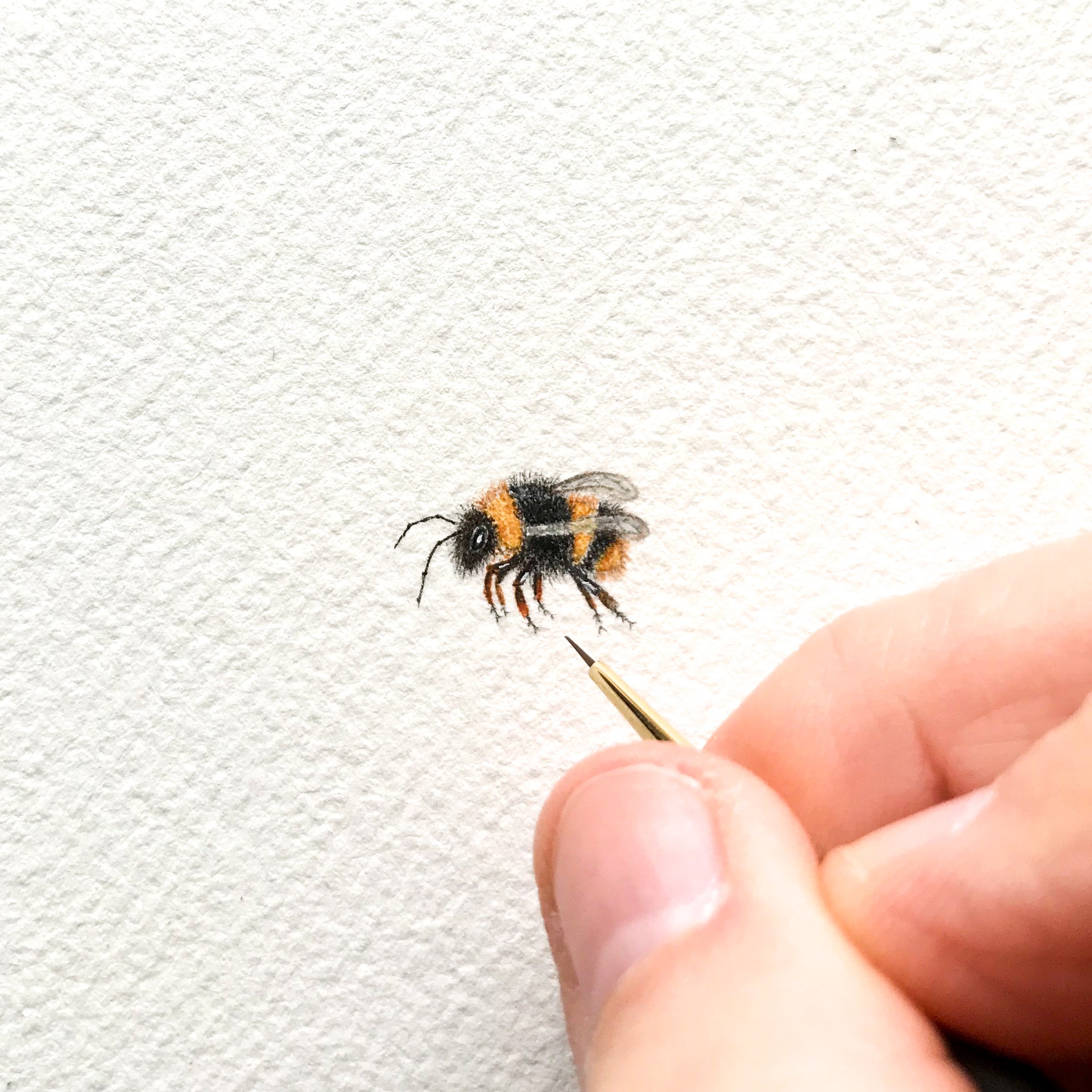 Buzzee bumblebee