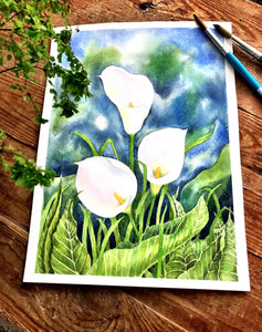 Calla lilies