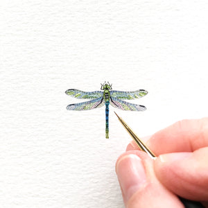 Dainty dragonfly