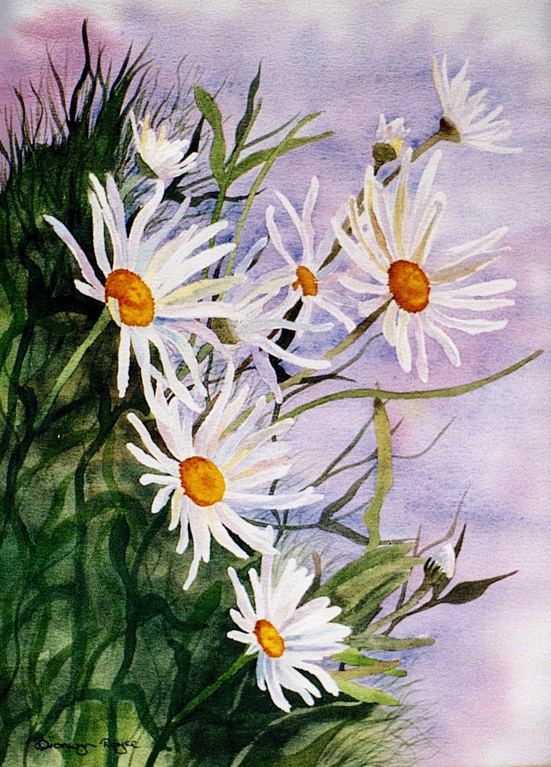 Daisies wild and free