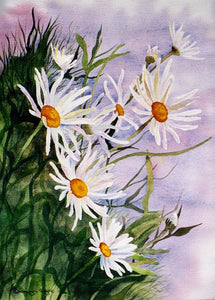 Daisies wild and free